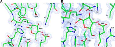 Biochemical and Structural Characterisation of a Novel D-Lyxose Isomerase From the Hyperthermophilic Archaeon Thermofilum sp.